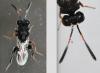 Haltichella rufipes